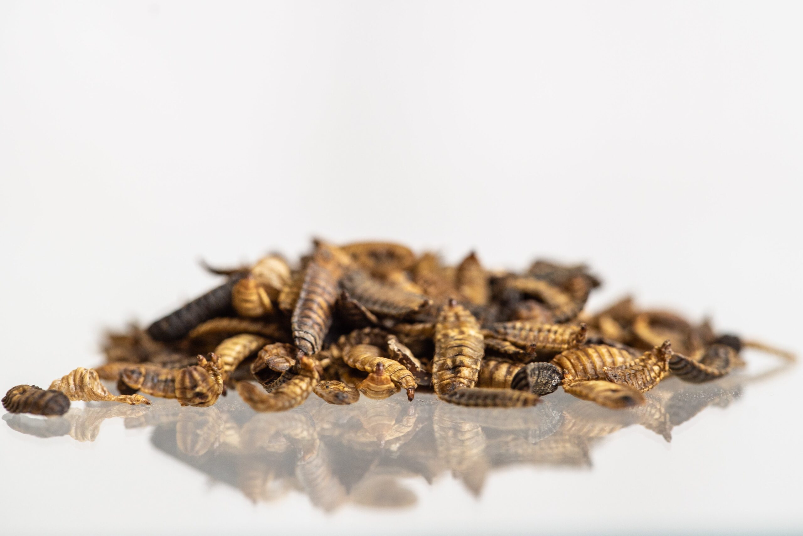 Getrocknete Larven