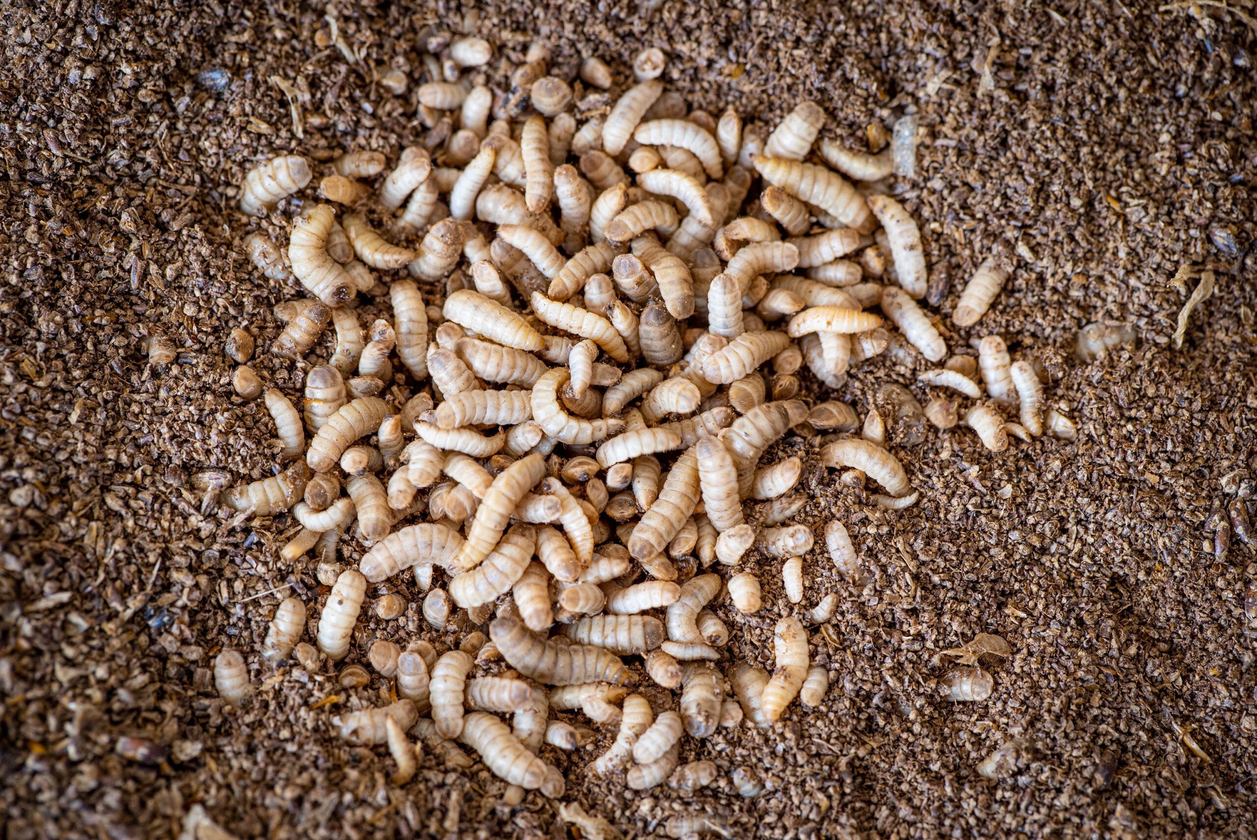 Frische Larven (große Menge)